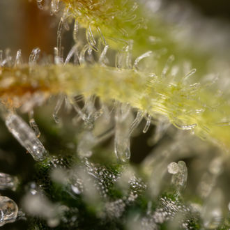 Sticky Broccoli (Zamnesia Seeds) Feminiserade