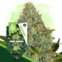 Sticky Broccoli Autoflower (Zamnesia Seeds) Feminiserade