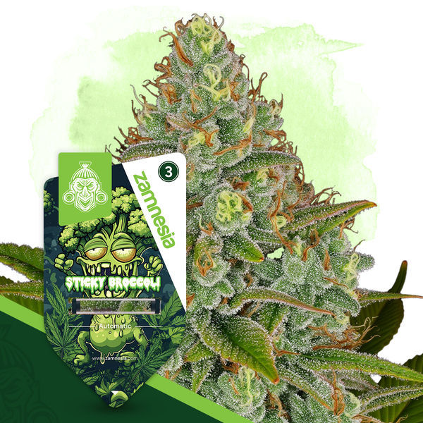 Sticky Broccoli Autoflower (Zamnesia Seeds) Feminiserade