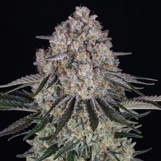 Sour Diesel Auto (Barney's Farm) feminiserade