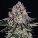 Sour Diesel Auto (Barney's Farm) Feminiserade