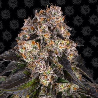 Girl Scout Cookies (Barney's Farm) Feminiserade