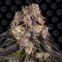 Girl Scout Cookies (Barney's Farm) Feminiserade