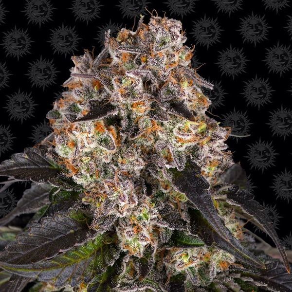 Girl Scout Cookies (Barney's Farm) Feminiserade