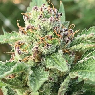 Apple Blossom (Humboldt Seed Company) feminiserade