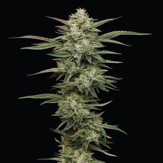 Blueberry Cupcake (Humboldt Seed Company) feminiserade cannabisfr&ouml;n