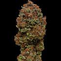 Blueberry Muffin (Humboldt Seed Company) Feminiserade