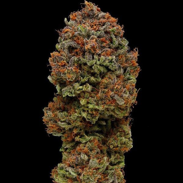 Blueberry Muffin (Humboldt Seed Company) Feminiserade