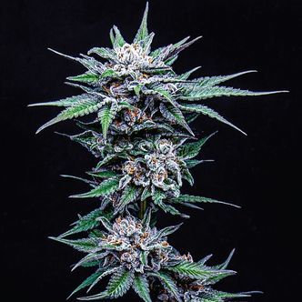 Blueberry Pancakes (Humboldt Seed Company) feminiserade cannabisfr&ouml;n