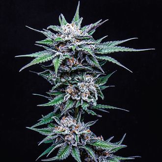 Blueberry Pancakes (Humboldt Seed Company) Feminiserade