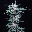 Blueberry Pancakes (Humboldt Seed Company) Feminiserade