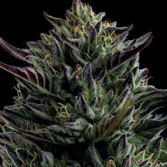 California Octane (Humboldt Seed Company) feminiserade