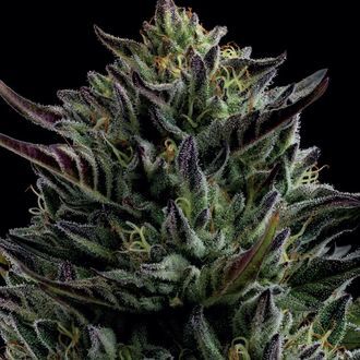 California Octane (Humboldt Seed Company) Feminiserade