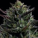 California Octane (Humboldt Seed Company) Feminiserade