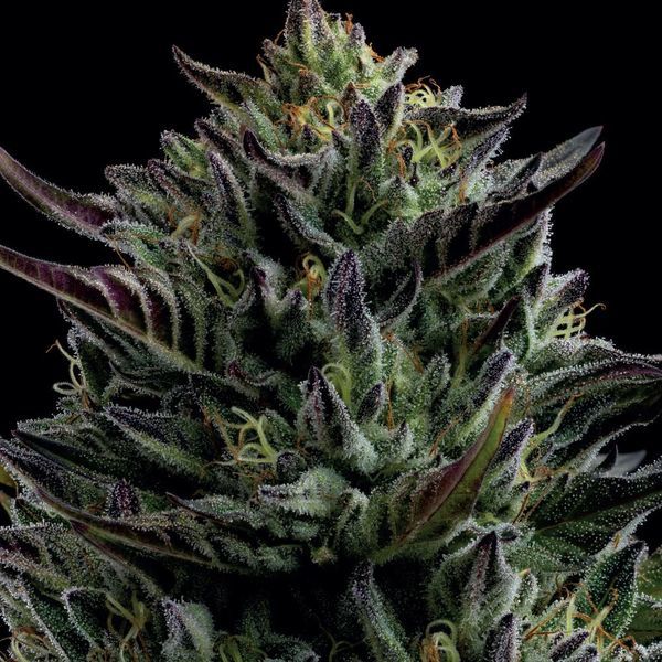 California Octane (Humboldt Seed Company) Feminiserade