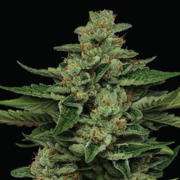 Fortune Cookie (Humboldt Seed Company) Feminiserade