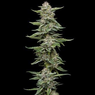 Garlic Budder (Humboldt Seed Company) Feminiserade