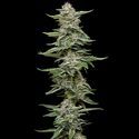 Garlic Budder (Humboldt Seed Company) Feminiserade
