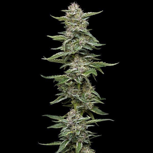 Garlic Budder (Humboldt Seed Company) Feminiserade