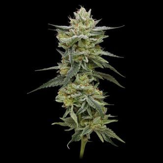 Hella Jelly (Humboldt Seed Company) feminiserade
