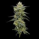 Hella Jelly (Humboldt Seed Company) Feminiserade