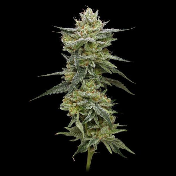 Hella Jelly (Humboldt Seed Company) Feminiserade