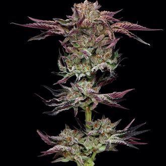 Jelly Donutz (Humboldt Seed Company) Feminiserade