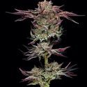 Jelly Donutz (Humboldt Seed Company) Feminiserade
