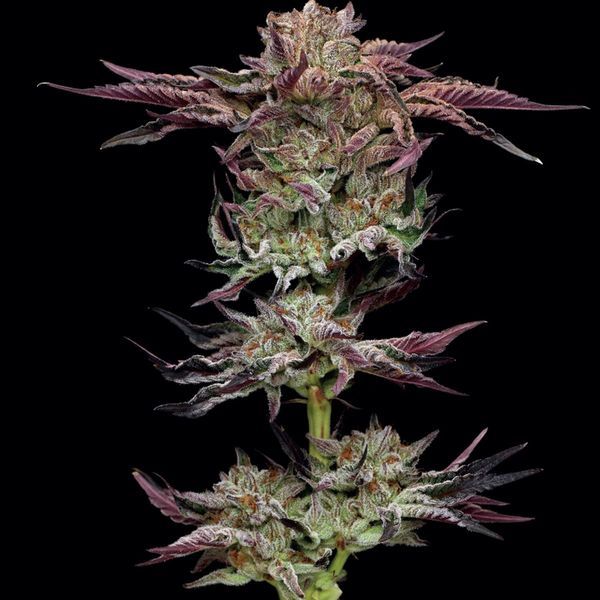 Jelly Donutz (Humboldt Seed Company) Feminiserade