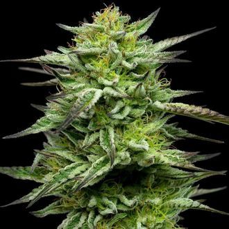 Mountaintop Mint (Humboldt Seed Company) Feminiserade