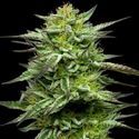 Mountaintop Mint (Humboldt Seed Company) Feminiserade