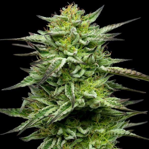 Mountaintop Mint (Humboldt Seed Company) Feminiserade