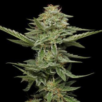 Pistachio (Humboldt Seed Company) feminiserade cannabisfr&ouml;n