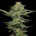 Pistachio (Humboldt Seed Company) Feminiserade