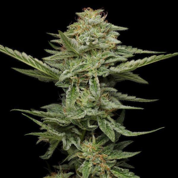 Pistachio (Humboldt Seed Company) Feminiserade