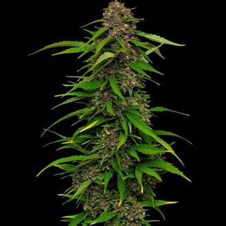 Squirt (Humboldt Seed Company) Feminiserade
