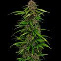 Squirt (Humboldt Seed Company) Feminiserade