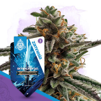Skywalker OG (Zamnesia Seeds) feminiserade cannabisfr&ouml;n