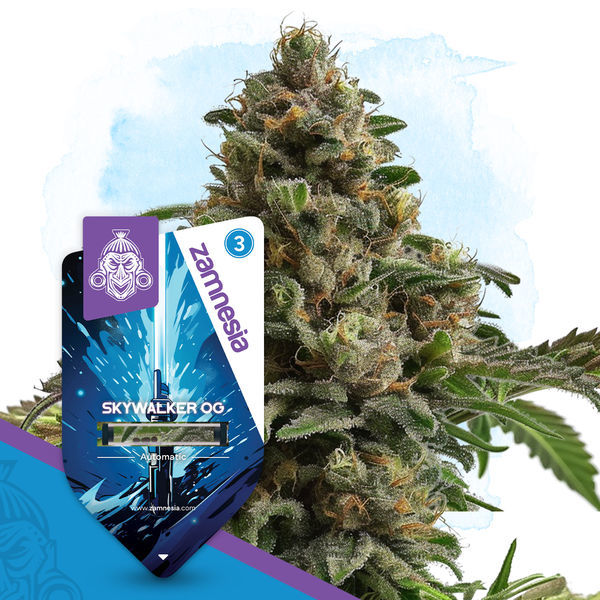 Skywalker OG Autoflower (Zamnesia Seeds) Feminiserade