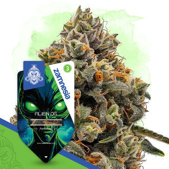 Alien OG (Zamnesia Seeds) Feminiserade