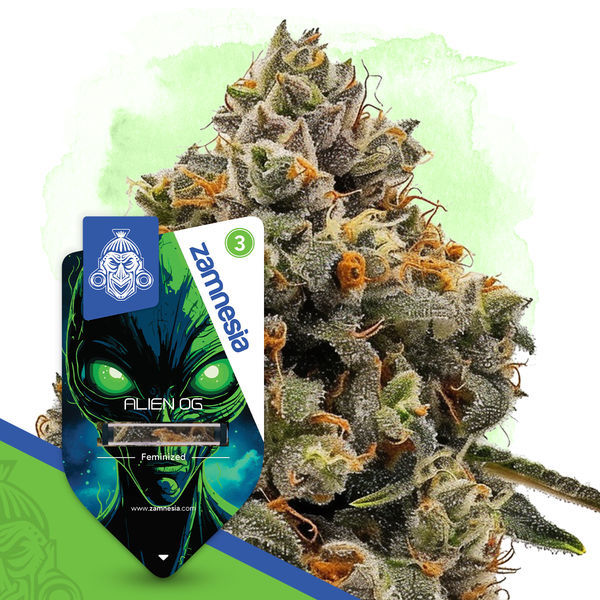 Alien OG (Zamnesia Seeds) Feminiserade