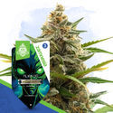 Alien OG Autoflower (Zamnesia Seeds) Feminiserade