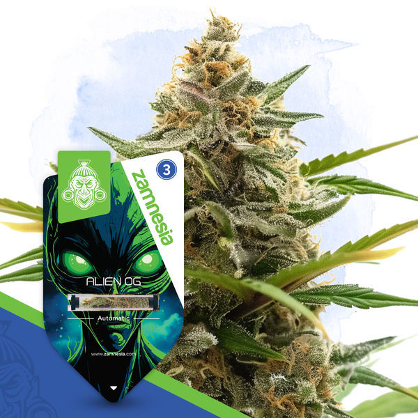 Alien OG Autoflower (Zamnesia Seeds) Feminiserade