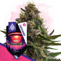 MAC 1 (Zamnesia Seeds) Feminiserade