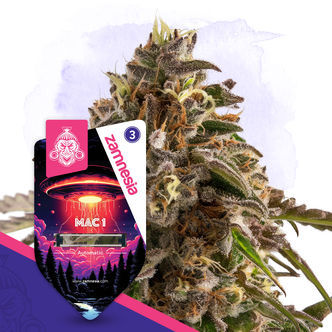 MAC 1 Automatic (Zamnesia Seeds) feminiserade