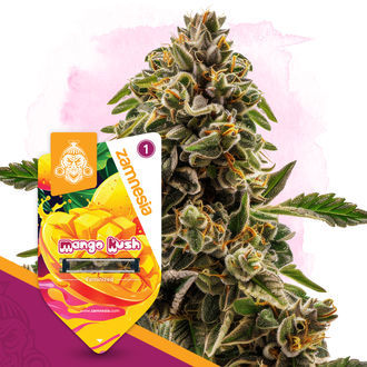 Mango Kush (Zamnesia Seeds) Feminiserade