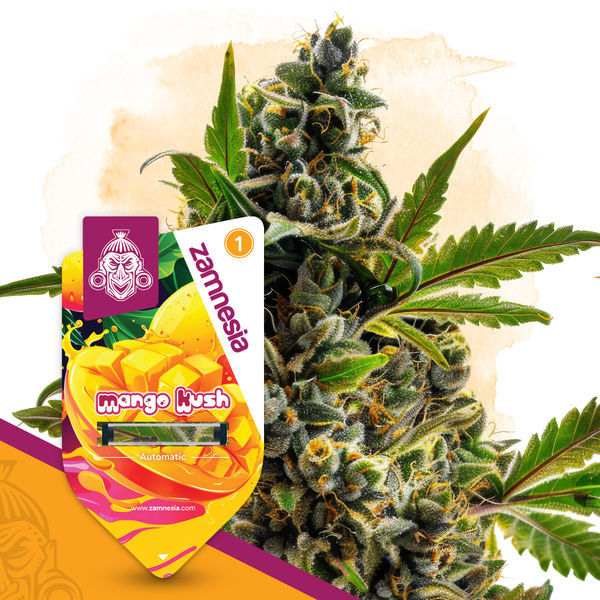 Mango Kush Autoflower (Zamnesia Seeds) Feminiserade