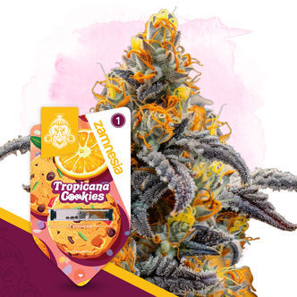 Tropicana Cookies (Zamnesia Seeds) Feminiserade