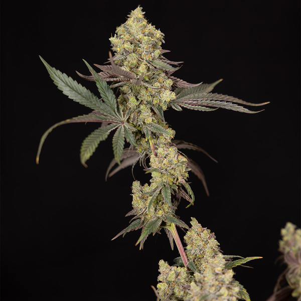 Tropicana Cookies (Zamnesia Seeds) Feminiserade