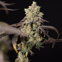 Tropicana Cookies (Zamnesia Seeds) Feminiserade